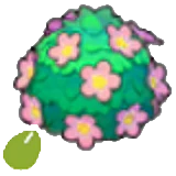 Adorable-hedge seeds